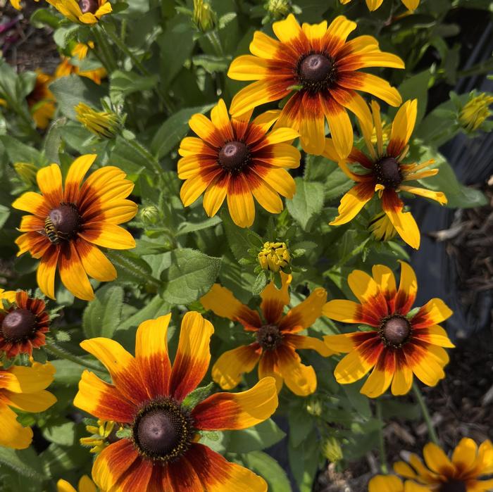 Rudbeckia hirta Rising Sun&reg; Chestnut Gold