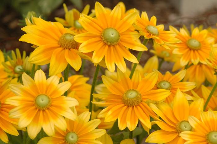 Rudbeckia hirta Prairie Sun