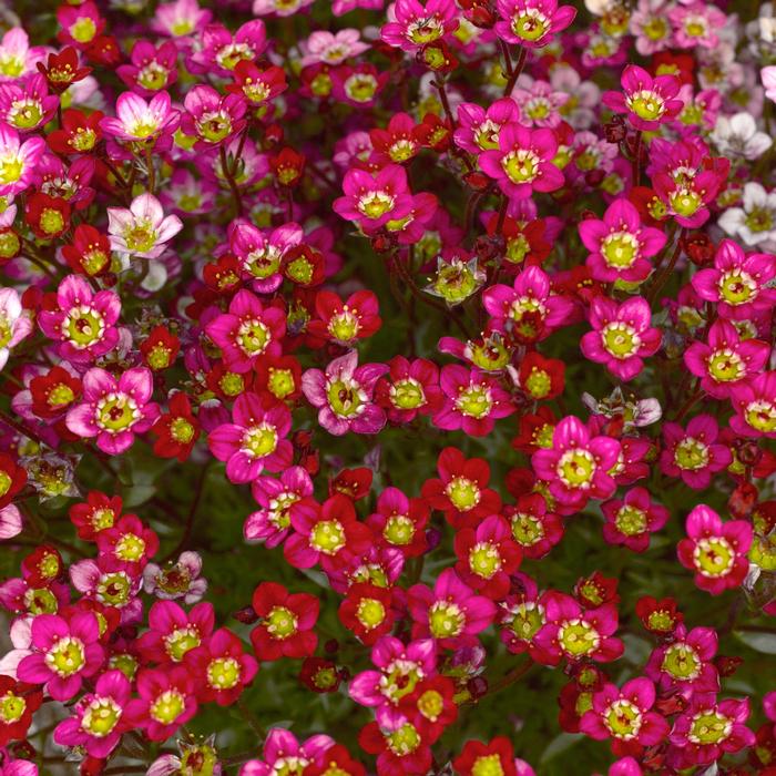 Saxifraga x arendsii Touran&trade; Scarlet