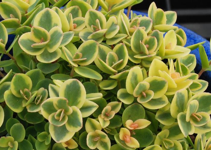 Sedum Sunsparkler&reg; Lime Twister