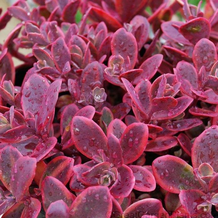 Sedum Sunsparkler&reg; Wildfire
