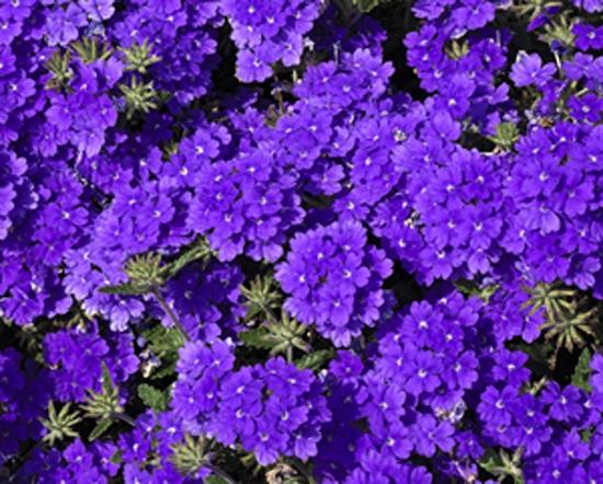Verbena Lanai&reg; Blue