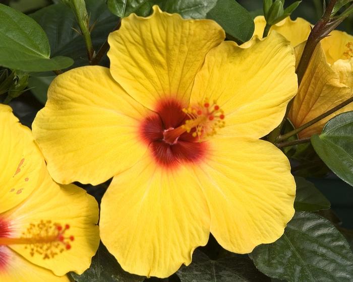 Hibiscus rosa-sinensis Tradewinds Sunny Wind