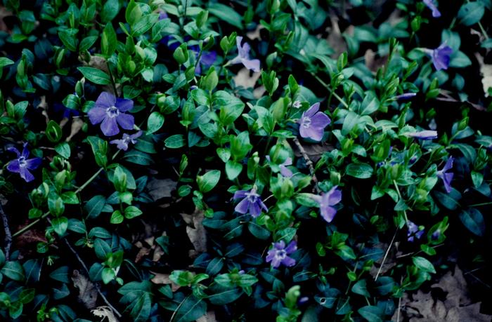 Vinca minor Bowles Cunningham