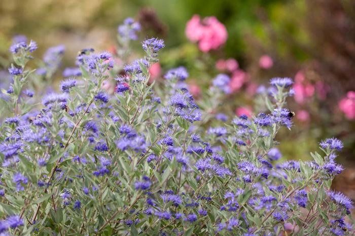 Caryopteris x clandonensis Sapphire Surf&trade;