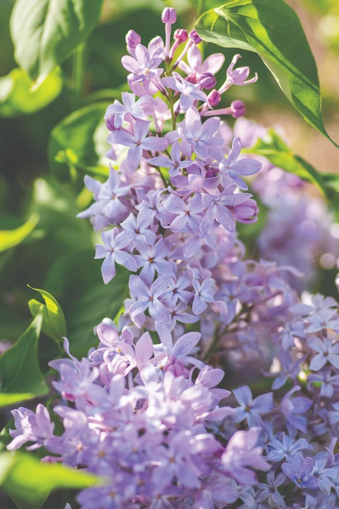Syringa vulgaris New Age&trade; Lavender