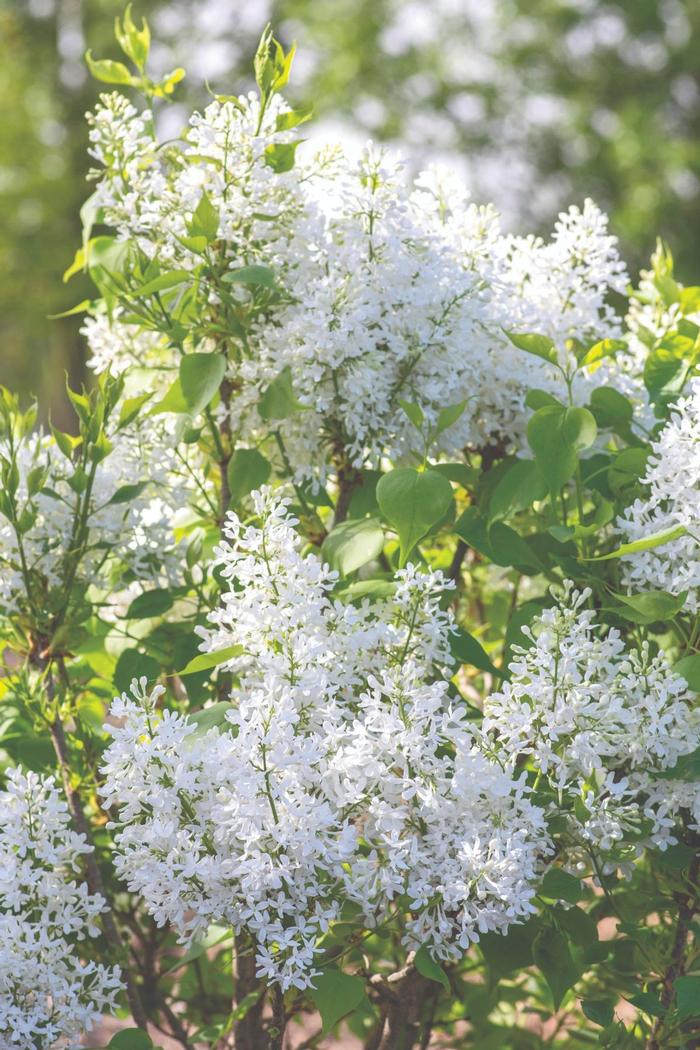 Syringa vulgaris New Age&trade; White