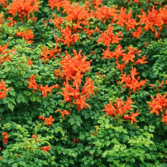 Tecomaria capensis 