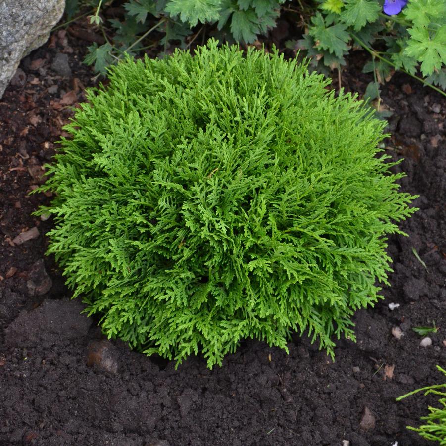 Thuja occidentalis Danica