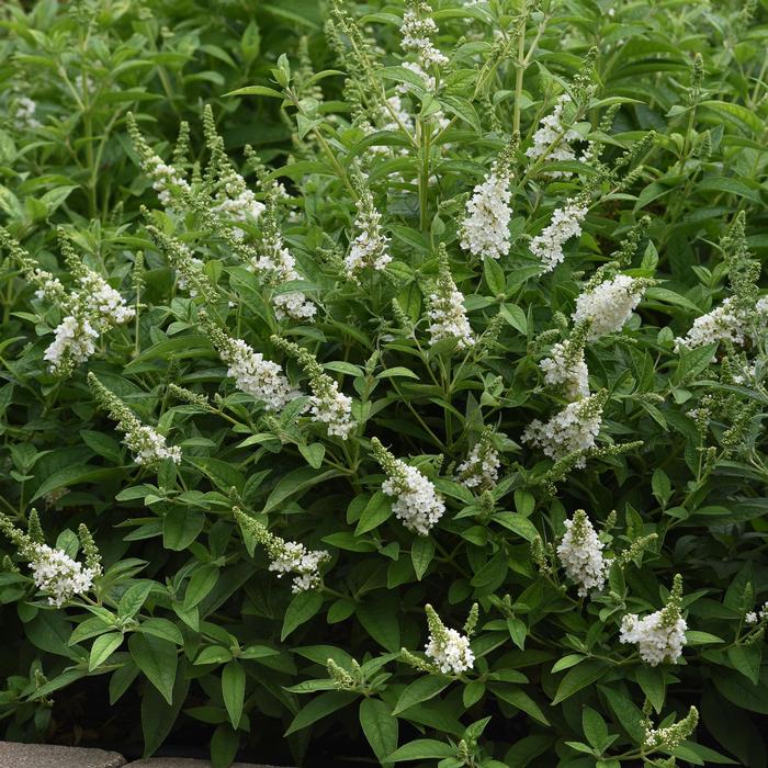 Buddleia davidii Chrysalis&trade; White