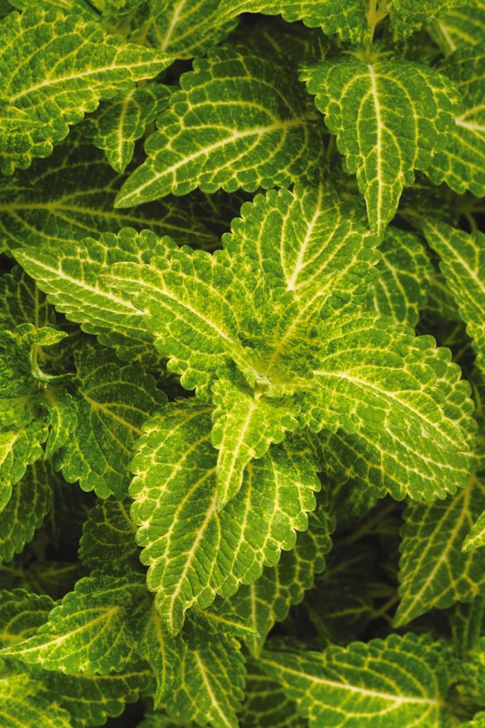 Coleus scutellarioides Electric Lime&reg;