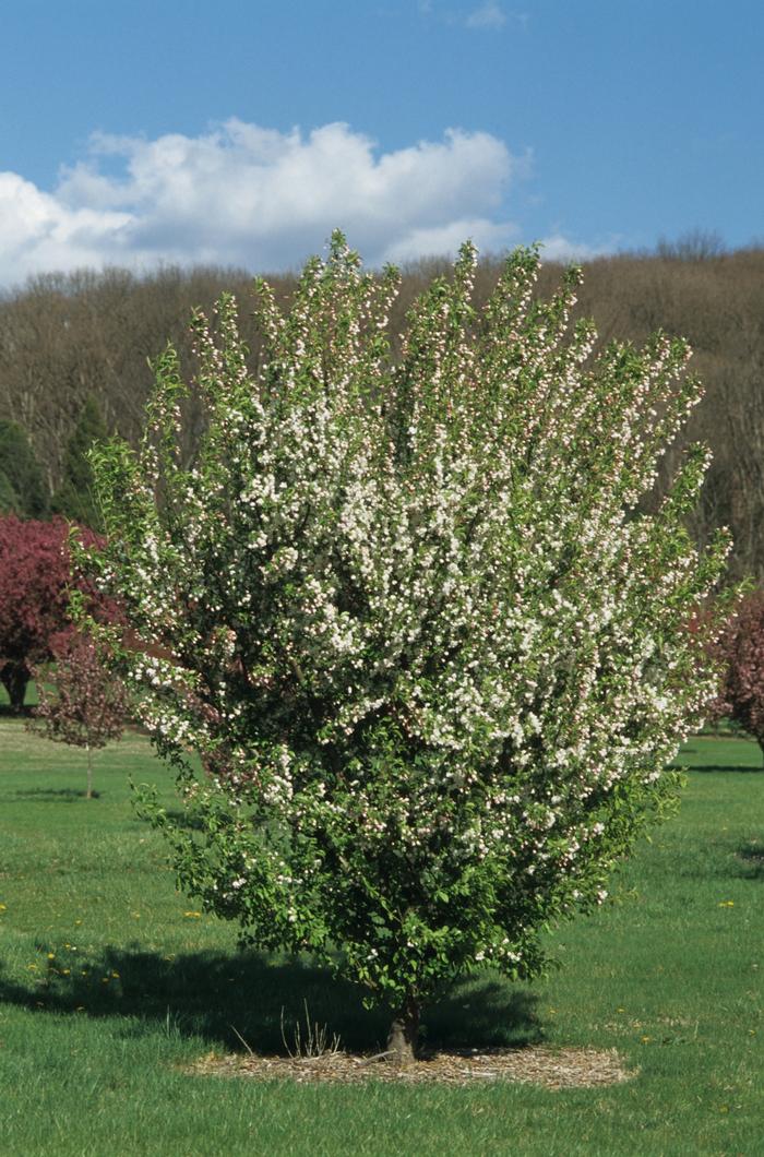 Malus x zumi var. calocarpa 