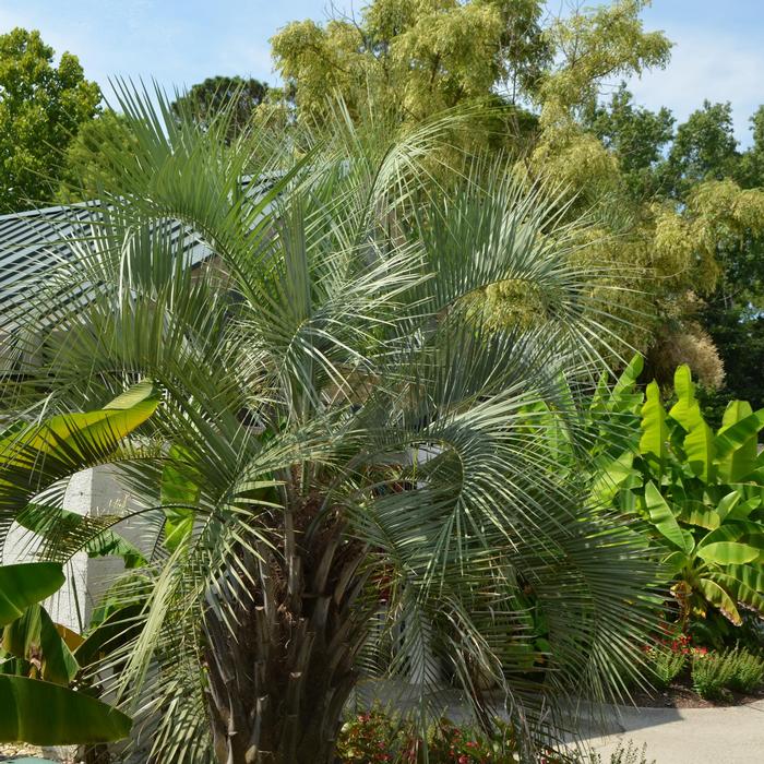 Butia capitata 