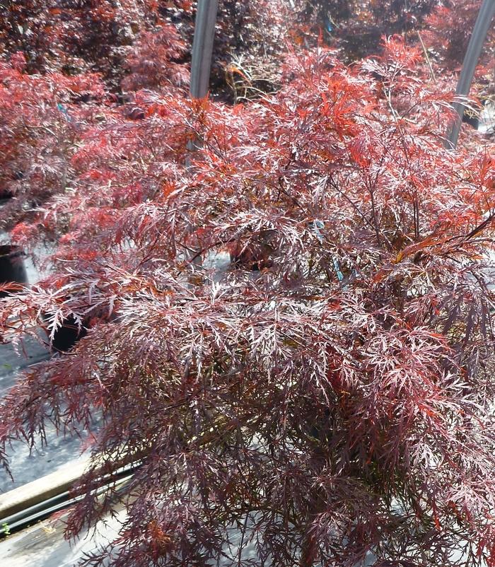 Acer palmatum dissectum Garnet