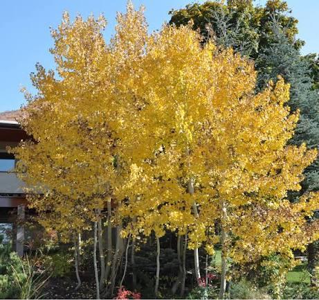Populus tremuloides 