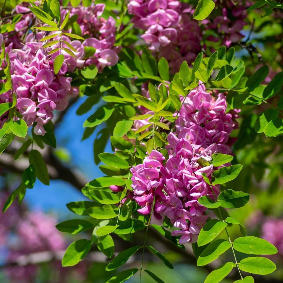 Robinia x ambigua Idahoensis