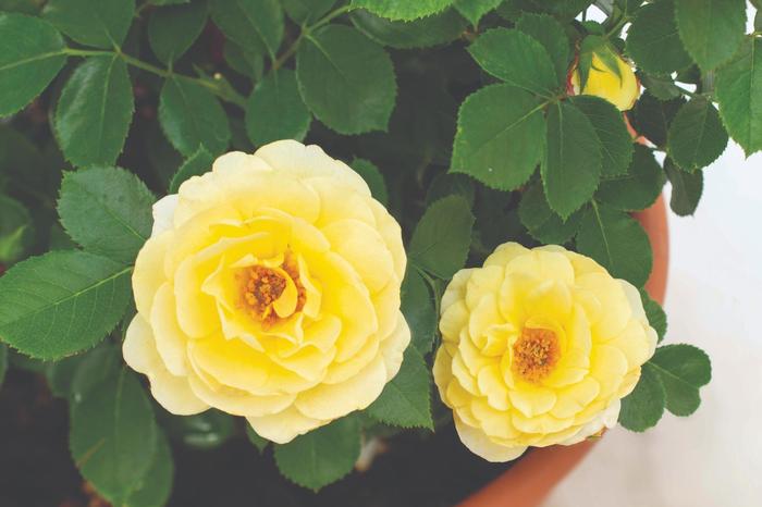 Rosa Sunblaze&reg; Lemon