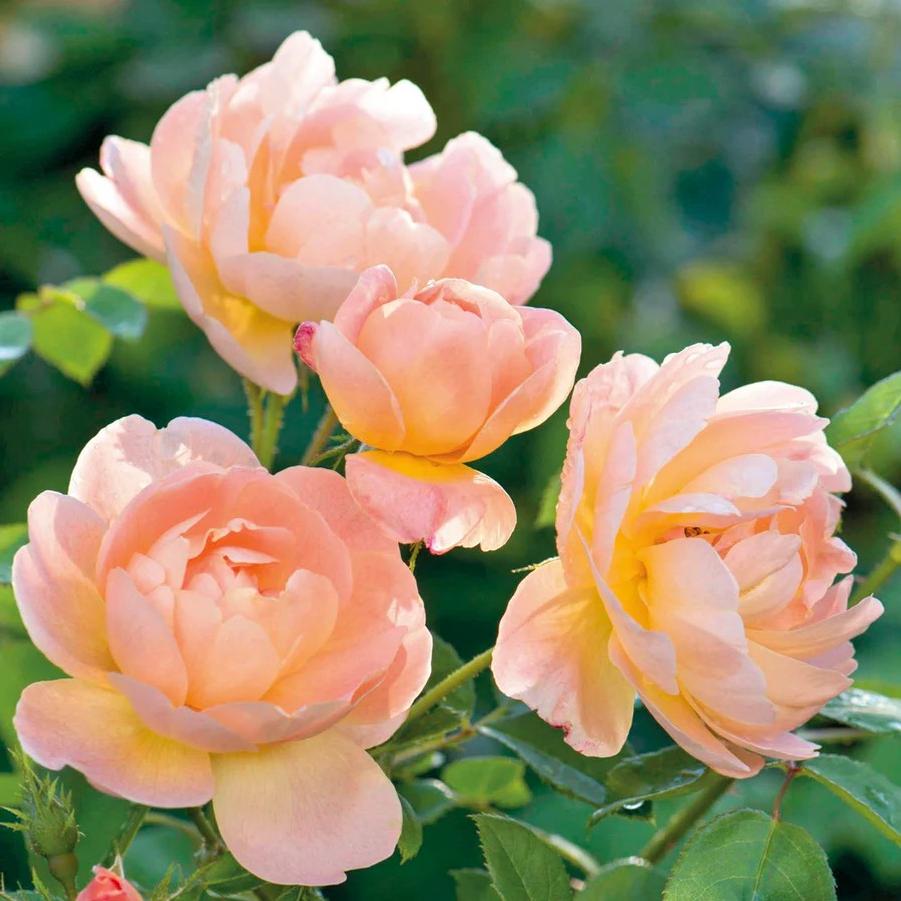Rosa The Lark Ascending&reg;
