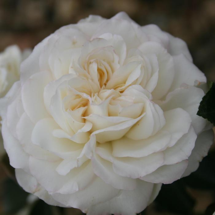 Rosa Meidiland&reg; White