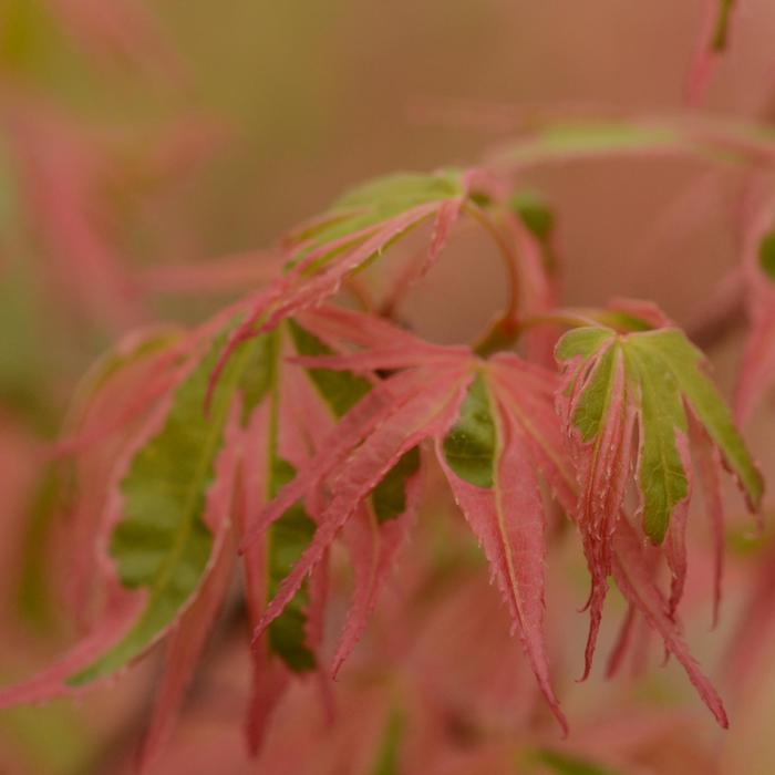 Acer palmatum Beni Schichihenge