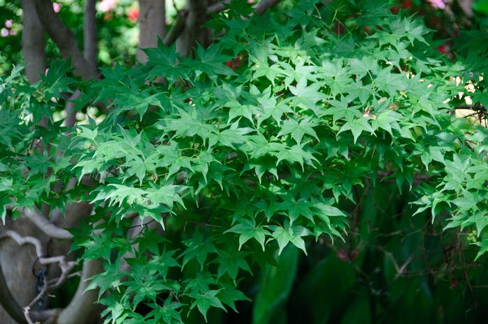 Acer palmatum Hogyoku