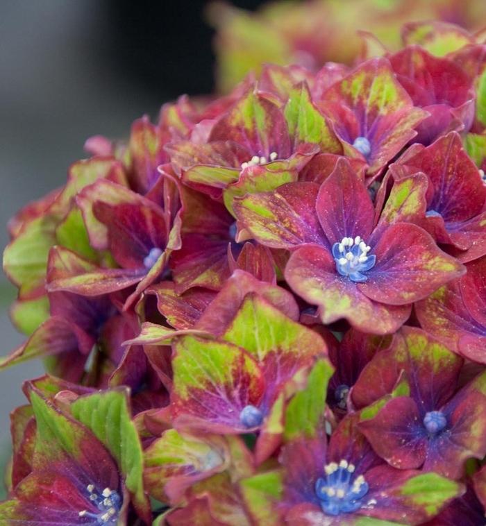 Hydrangea macrophylla Horwack Pistachio