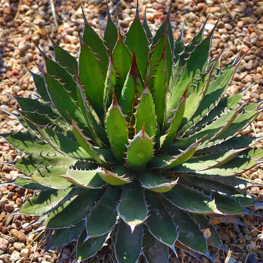 Agave horrida 