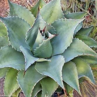 Agave ovatifolia Vanzie