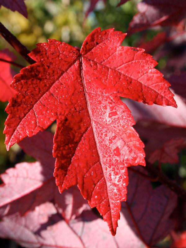 Acer rubrum Redpointe