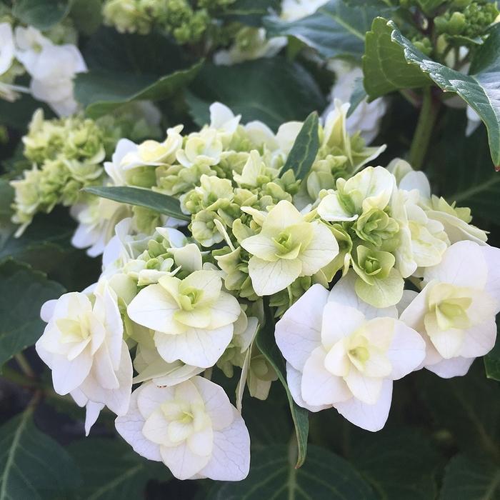 Hydrangea quercifolia Sikes Dwarf