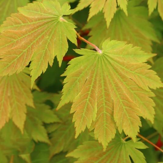 Acer japonicum Emmitt's Pumpkin