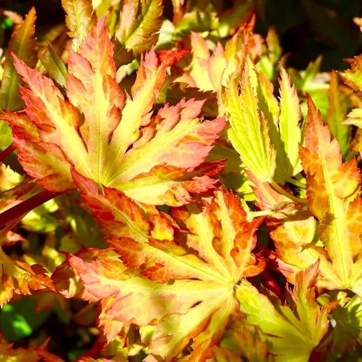Acer palmatum Ann Irene