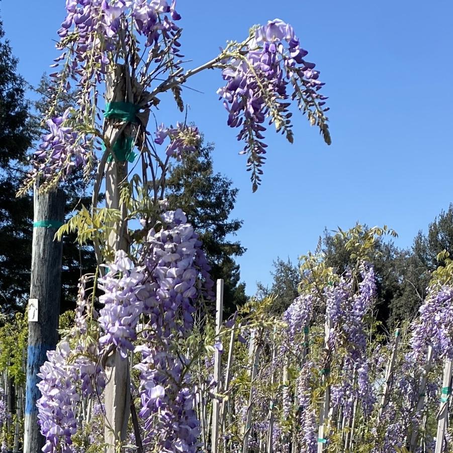 Wisteria sinensis Cooke's Special Purple