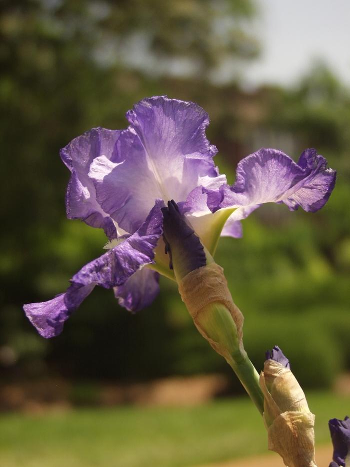 Iris germanica City Lights