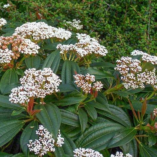 Viburnum davidii 