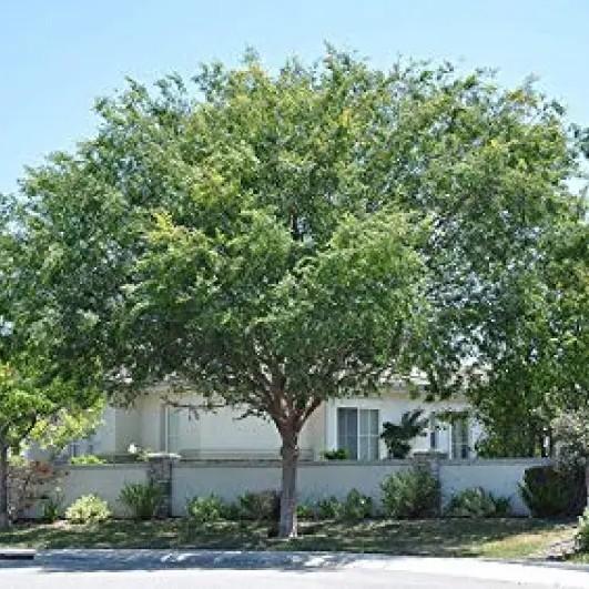 Ulmus parvifolia Bosque