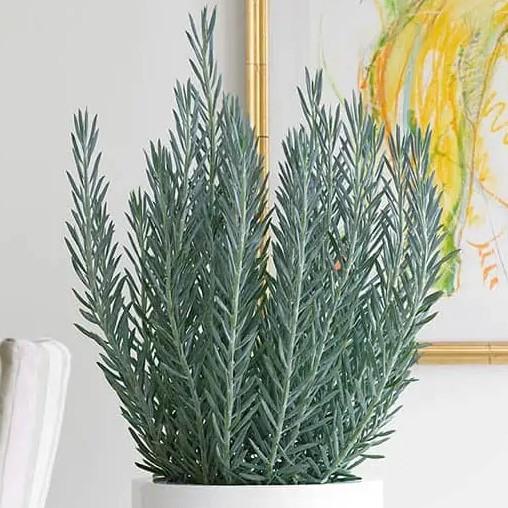 Senecio ficoides Skyscraper