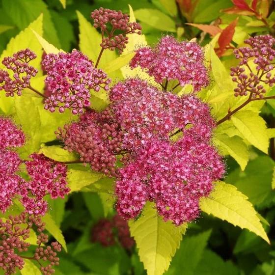 Spiraea bumalda Gold Flame