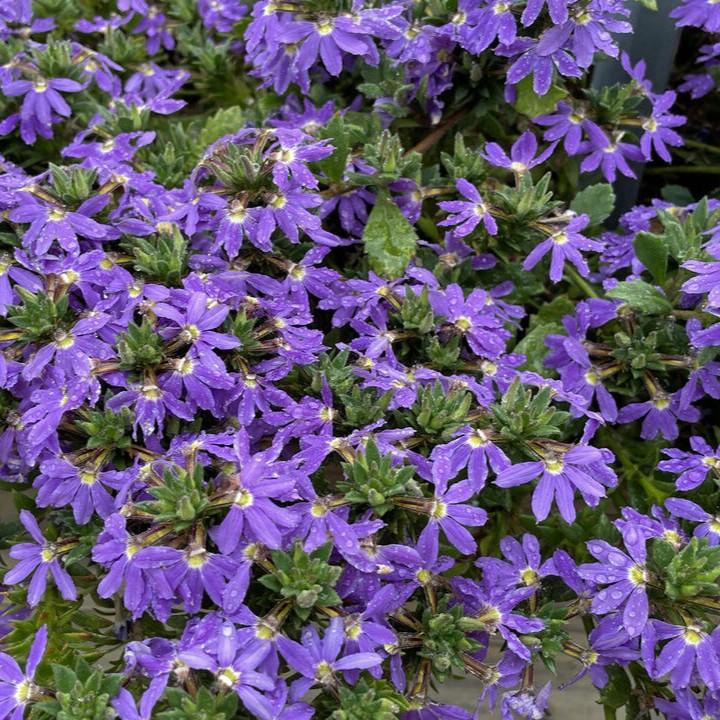 Scaevola aemula Jack Russels Violet