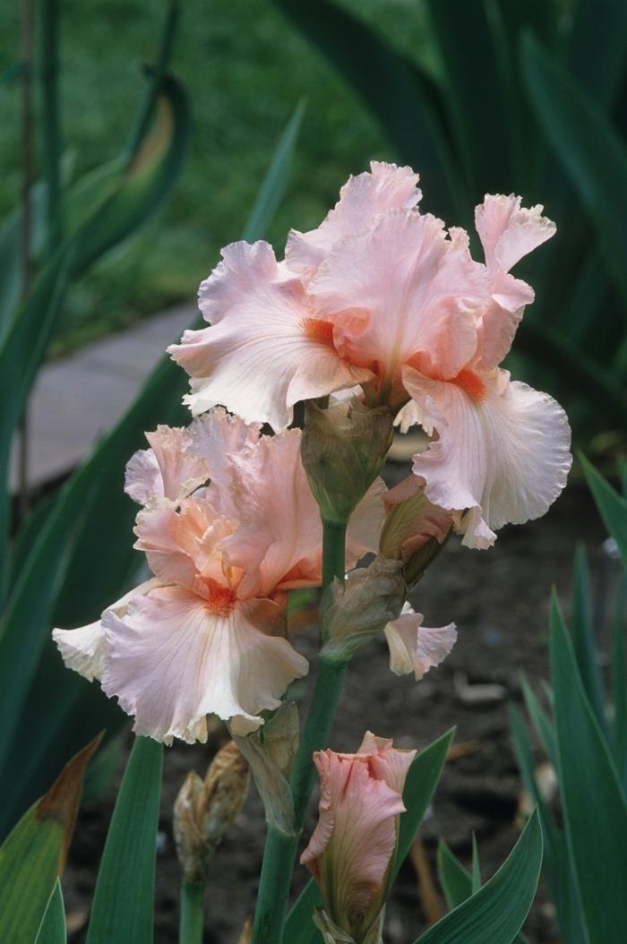 Iris germanica October Splendor