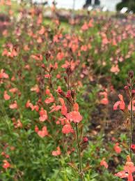 Salvia x jamensis VIBE® Ignition Orange