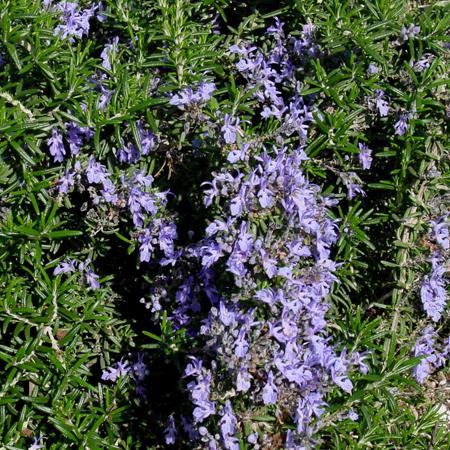 Rosmarinus officionalis Irene