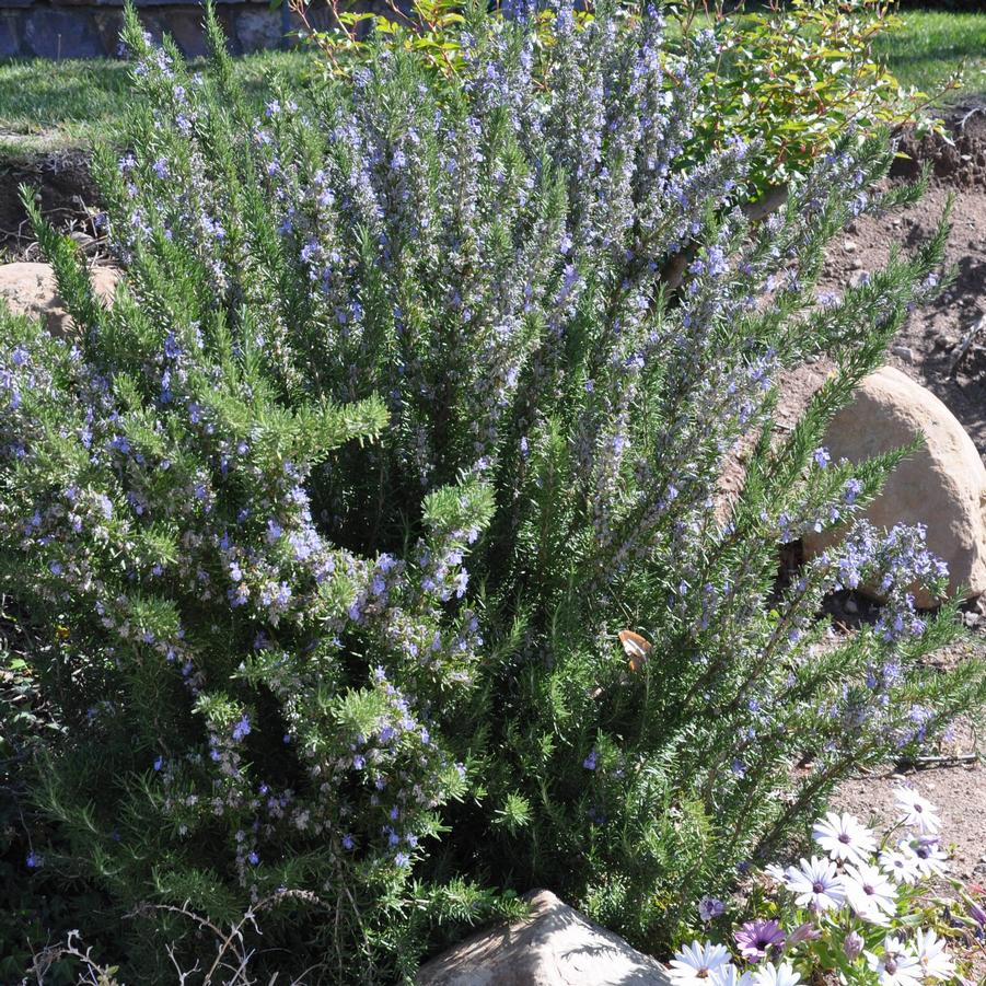 Rosmarinus officionalis Barbeque