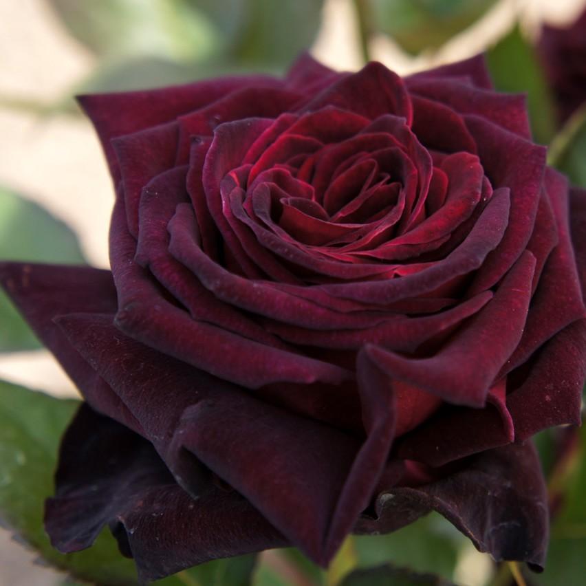 Rosa Black Bacarra