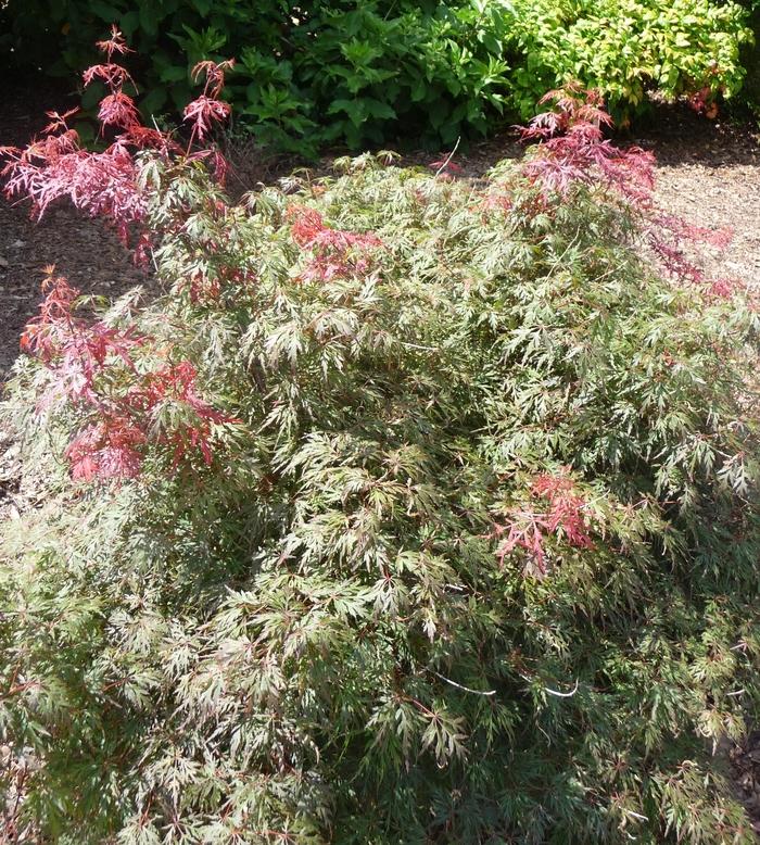 Acer palmatum dissectum Orangeola