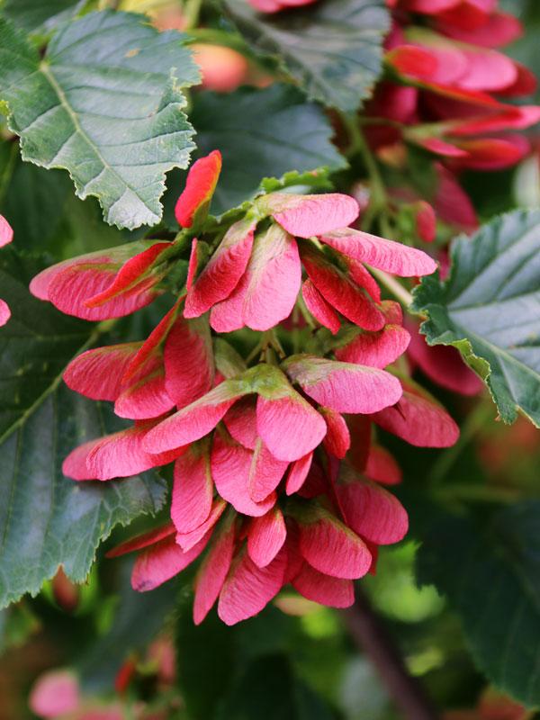 Acer tataricum Hot Wings