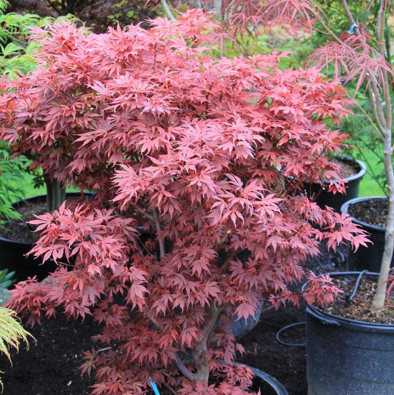 Acer palmatum Elizabeth
