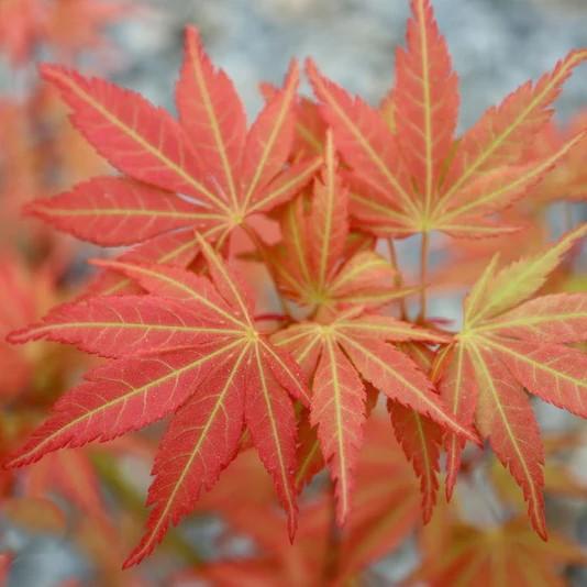 Acer palmatum Orange Flame
