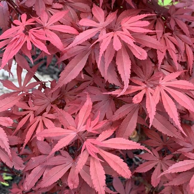 Acer palmatum dissectum Red Royale