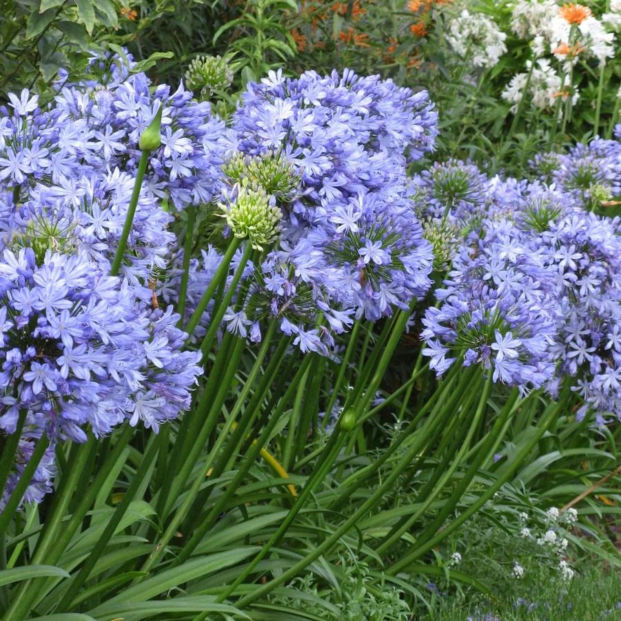 Agapanthus Frederick Street Park